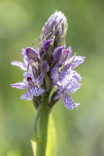 Southern marsh orchid (Dactylorhiza praetermissa), Emsland, Lower Saxony, Germany