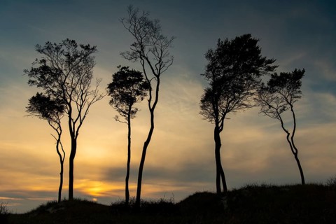 Beeches on the west beach of Fischland-Darss-Zingst at sunset, Baltic Sea, Ahrenshoop,
