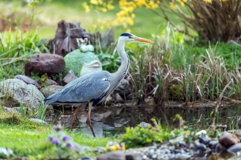Graureiher jagt im Gartenteich