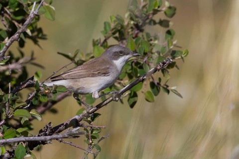 Hume's Whitethroat - Eibischgrasmücke - Sylvia althaea, Kazakhstan, adult