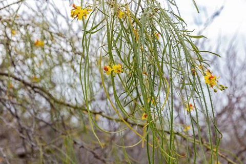 Jerusalemsdorn (Parkinsonia aculeata), San Cristobal, Galapagos, Ecuador