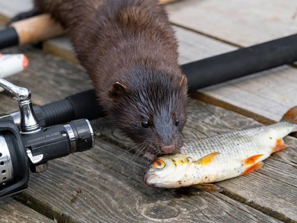 A mink steals a rudd