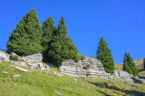 Surface karst rock formations, circular hike Monte Fior, Foza, province of Vicenza, Italy