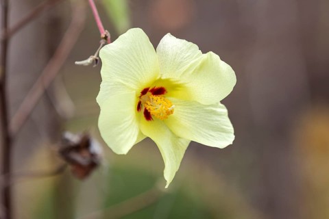 Gossypium herbaceum (Gossypium), San Cristobal, Galapagos, Ecuador