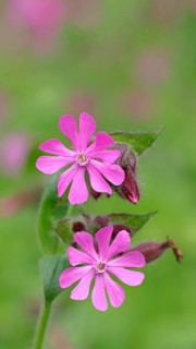 Red campion (Silene dioica), close-up of a flower in a meadow, Wilnsdorf, North Rhine-Westphalia,