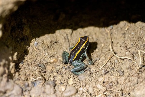 Golfodulcean poison frog (Phyllobates vittatus), sitting in a burrow, Corcovado National Park, Osa,