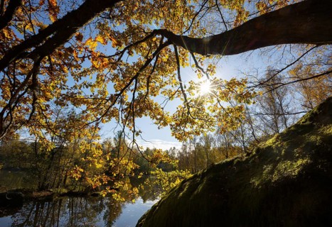 Fish pond with granite rocks and autumn-coloured oak in the Blockheide nature park Park near Gmünd,
