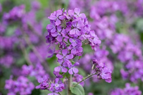 Annual honesty (Lunaria annua), Emsland, Lower Saxony, Germany