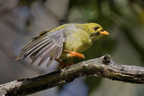 Bell Miner (Manorina melanophrys), Queensland, Australia