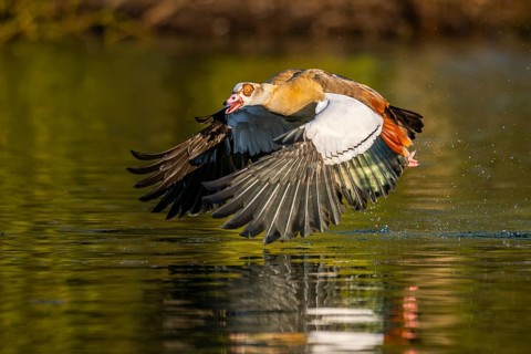 Flying Egyptian goose (Alopochen aegyptiaca) starting from a lake, invasive species, Bavaria,