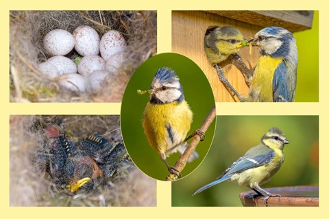 Blue tit (Cyanistes caeruleus, Syn.: Parus caeruleus), picture plate, eggs, young animal, adult