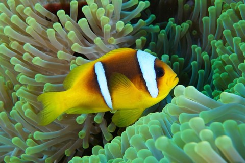Red sea anemonefish (Amphiprion bicinctus)