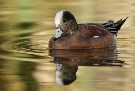 American Wigeon (Mareca americana) male, Arizona, USA