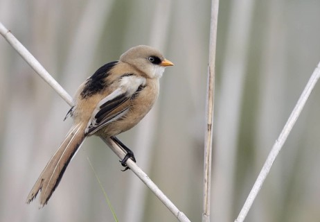 Bearded Reedling (Panurus biarmicus) juvenile, Mecklenburg-Western, Pomerania, Germany