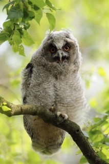 Long-eared Owl (Asio otus) juvenile perched on a branch, North Rhine-Westphalia, Germany
