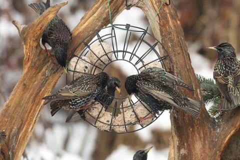 Starling (Sturnus vulgaris) at winter feeding in the forest, Allgäu, Bavaria, Germany, Allgäu,