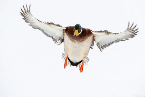Flying mallard (anas platyrhynchos) in the snow, Vechta, Lower Saxony, Germany