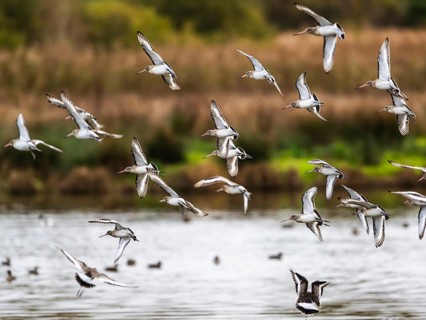 Black-tailed Godwits, Limosa limosa, birds in flight over marshes