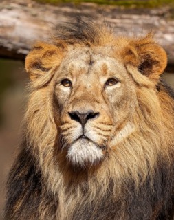 Asiatic Lion (Panthera leo persica), male, portrait, occurring in India, captive