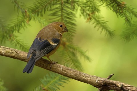 Common Chaffinch (Fringilla coelebs) juvenile, Utrecht, Netherlands
