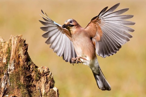 Eurasian jay (Garrulus glandarius) Germany