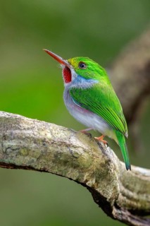 Cuban Tody (Todus multicolor) perched on a branch in Cuba