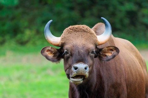 Portrait of a male Gaur (Bos gaurus gaurus) on a pasture. Indian subcontinent and Southeast Asia