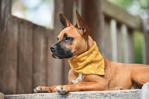 Brown dog lying down on wooden plank wearing yellow neckerchief