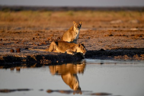 Two lionesses (Panthera leo) in the morning light at the Nxai Pan waterhole, Nxai Pan National