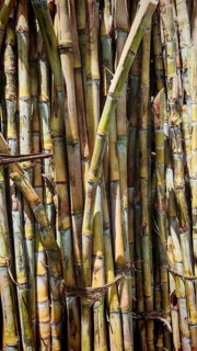 Close-up of a pile of dense sugar cane stalks (saccharum) in a natural environment, production of