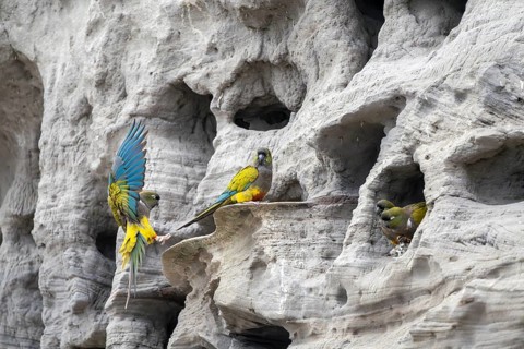 Rock parakeets (Cyanoliseus patagonus) at breeding colony in sandstone rock face, one in approach