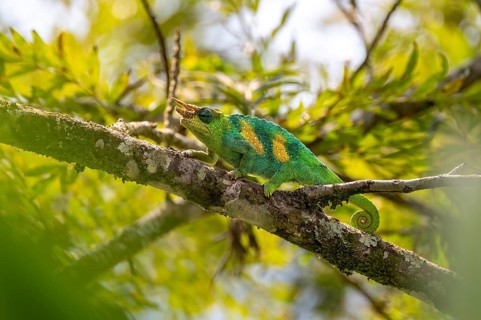 Three-horned chameleon (Trioceros jacksonii), male, between leaves on a branch, Bwindi Impenetrable
