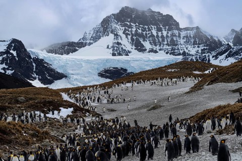 King penguins (Aptenodytes patagonicus), colony on snow-covered tundra in front of glaciers and