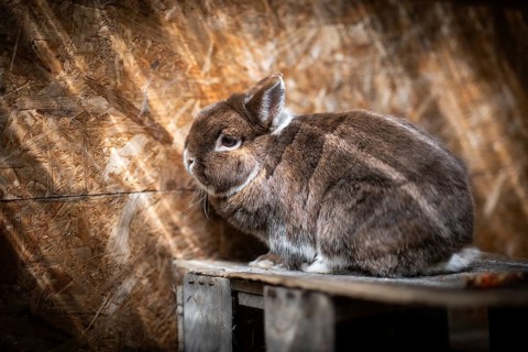 Dwarf rabbit sitting on a wooden box in a stable, Stuttgart, Baden-Württemberg, Germany