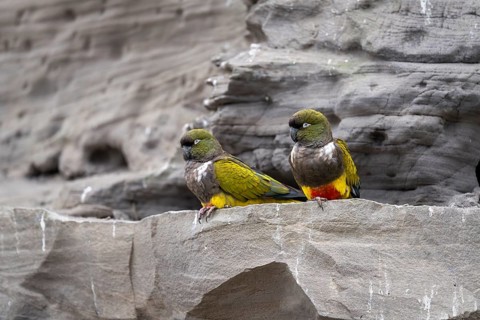 Rock parakeet (Cyanoliseus patagonus), pair, sitting on sandstone rocks at breeding colony, coast