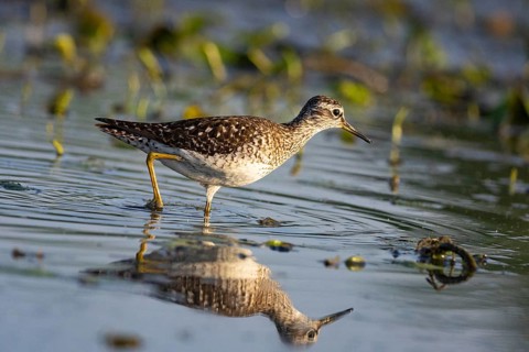 Spotted Redshank (Tringa erythropus) Hungary