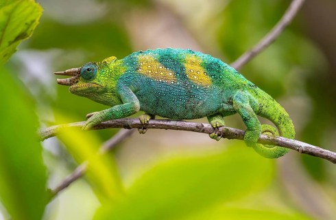 Three-horned chameleon (Trioceros jacksonii), male, between leaves on a branch, Bwindi Impenetrable