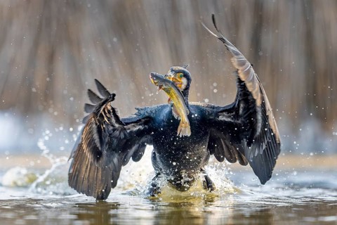Cormorant (Phalacrocorax carbo) with catfish as prey, hunting, fishing, successful, Black bullhead