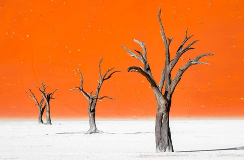 Dead camel thorn trees (Vachellia erioloba), red sand dunes, white salt pan, Dead Vlei, Sossusvlei,