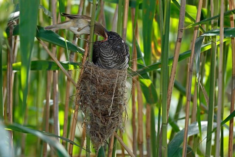 Common Cuckoo & Eurasian Reed Warbler (Cuculus canorus & Acrocephalus scirpaceus) Eurasian Reed