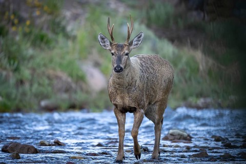Southern Andean deer (Hippocamelus bisulcus), male with antlers, crossing a rocky mountain stream,