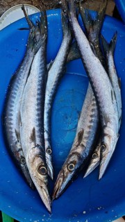 Close-up, Large, slender fish, Barracudas (Sphyraena) lying fresh in a blue bucket, Mindelo fish