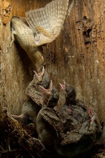 Eurasian Wryneck (Jynx torquilla) feeding chicks in nesting box, Saxony, Germany