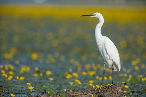 Little Egret (Egretta garzetta) Hungary