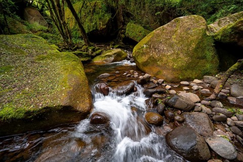 Mhlwazini River flows through thick forest, original mountain forest, Rainbow Gorge,