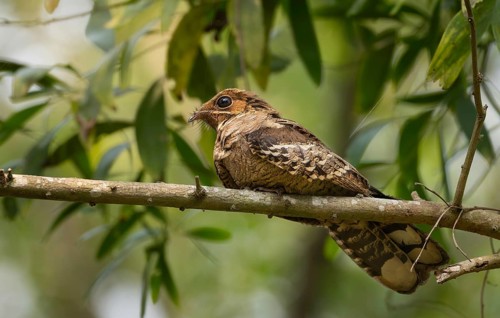 Large-tailed nightjar (Caprimulgus macrurus) on a tree branch, sreepur, Gazipur, bangladesh