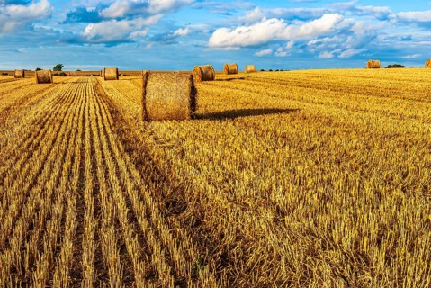 Straw bales on a harvested grain field tell of the end of summer in the countryside near Demmin,