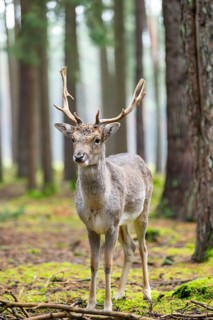 European fallow deer (Dama dama) buck in a forest in autumn, Bavaria, Germany