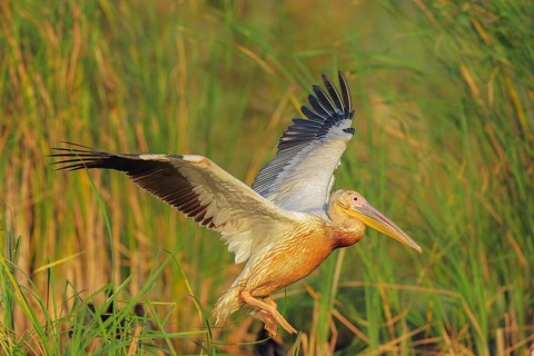Great White Pelican (Pelecanus onocrotalus) flying, Danube-Delta, Romania