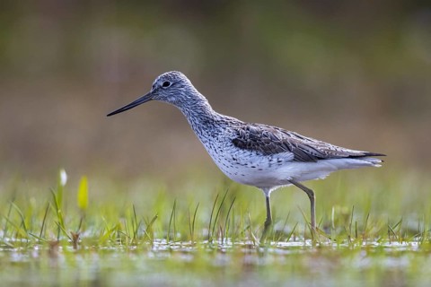 Common Greenshank (Tringa nebularia), North Rhine-Westphalia, Germany